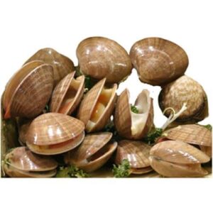 محار Conchas